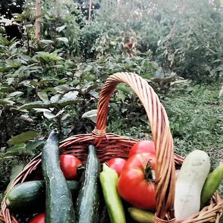 Arcadia Garden Retreat Дом отдыха Akovos